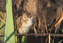 Clamorous reed warbler (Acrocephalus stentoreus) singing in a reed bed whilst perched on a stick, K'Far Ruppin kibbutz fishponds, Jordan Valley, Israel, March.