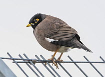 Common myna (Acridotheres tristis) perched on fence, K'Far Ruppin kibbutz, Beit She'an, Jordan Valley, Israel, March.
