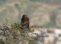 Lesser spotted eagle (Clanga pomarina) resting on migration in tree, K'Far Ruppin kibbutz, Jordan Valley, Israel, March.