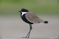 Spur-winged lapwing (Vanellus spinosus) standing on an irrigation pipe in its breeding territory, K'Far Ruppin kibbutz, Jordan Valley, Israel, March.