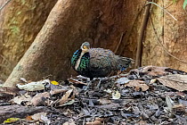Male Bornean peacock-pheasant (Polyplectron schleiermacheri).  Sabah, Borneo, Malaysia. September. Cropped.