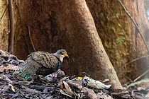 Male Bornean peacock-pheasant (Polyplectron schleiermacheri).  Sabah, Borneo, Malaysia. September. Cropped.