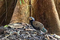 Male Bornean peacock-pheasant (Polyplectron schleiermacheri).  Sabah, Borneo, Malaysia. September.