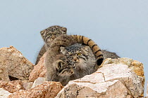 Pallas's cat (Otocolobus manul), mother with kittens, snuggling together, showing striped tail.  East Mongolia. July.