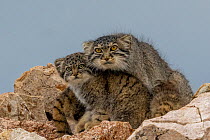Pallas's cat (Otocolobus manul), mother with kittens, snuggling together.  East Mongolia. July.