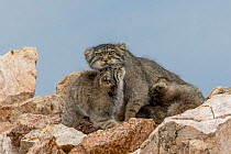 Pallas's cat (Otocolobus manul), mother with kittens, snuggling together.  East Mongolia. July.