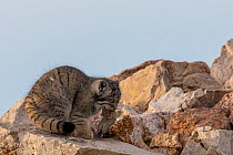 Young Pallas's cat (Otocolobus manul) holding vole in mouth.  East Mongolia. July.
