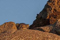 Female Pallas's cat (Otocolobus manul) resting on rock.  East Mongolia. July.