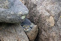 Female Pallas's cat (Otocolobus manul) resting between rocks.  East Mongolia. July.