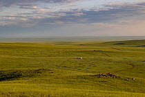 Yurt tent in steppe landscape.  East Mongolia. July.
