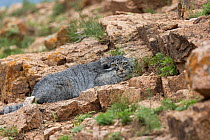 Female Pallas's cat (Otocolobus manul) lying down on rock.  East Mongolia. July.