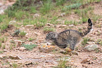 Young Pallas's cat (Otocolobus manul) running towards its den.  East Mongolia. July.