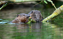 Two European beaver (Castor fiber) kits feeding on tree branch in river, River Avon, Bath and East Somerset, UK. July.