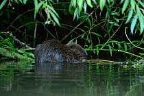 European beaver (Castor fiber) yearling feeding on vegetation in shallow water, River Avon, Bath and East Somerset, UK. August.