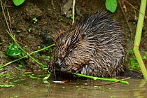 European beaver (Castor fiber) kit, gnawing on plant stem in shallow water next to riverbank, River Avon, Bath and East Somerset, UK. July.