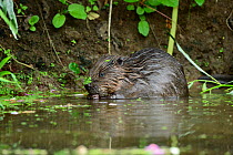 European beaver (Castor fiber) kit, feeding in shallow water next to riverbank, River Avon, Bath and East Somerset, UK. July.