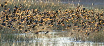 Yellow-headed blackbird (Xanthocephalus xanthocephalus) flock at their roosting ponds, swooping down to bathe and drink at sunset, Whitewater Draw Wildlife Area, Arizona, USA. December.