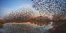 Murmuration of Yellow-headed blackbirds (Xanthocephalus xanthocephalus) in flight above their roosting ponds in the pre-dawn light, Whitewater Draw Wildlife Area, Arizona, USA. December. Stitched imag...