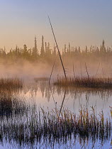 Cattails (Typha sp.) in marshland taiga lined with Black spruce (Picea mariana) in foggy morning light, Northwest Territories, Canada. September.
