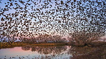 Murmuration of Yellow-headed blackbirds (Xanthocephalus xanthocephalus) in flight above their roosting ponds in the pre-dawn light, Whitewater Draw Wildlife Area, Arizona, USA. December.