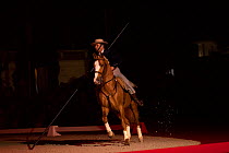 A pompilho (a Portuguese cowboy), riding a Lusitano horse, demonstrates skills with garrocha, Feira da Golega, Ribatejo, Portugal. A Garrocha pole  is used to move cows.