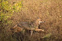 Golden jackal (Canis aureus) running through tall vegetation, Pench National Park, Madya Pradesh, India.