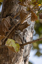 Jungle owlet (Glaucidium radiatum) perched on a branch, Pench National Park, Madya Pradesh, India.