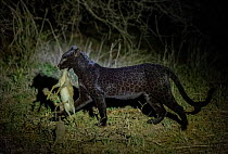 Black panther / African  leopard (Panthera pardus pardus) melanistic form, moving at night in dry shrub savannah carrying Gunther's dik-dik (Madoqua guentheri) prey in mouth, Laikipia County, Ken...