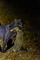 Black panther / African  leopard (Panthera pardus pardus) melanistic form, moving at night in dry shrub savanna carrying Gunther's dik-dik (Madoqua guentheri) prey in mouth, Laikipia County, Keny...