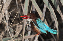 White-breasted kingfisher (Halcyon smyrnensis) calling in reed bed beside stream, after bathing, K'Far Ruppin kibbutz, Jordan Valley, Israel, March.