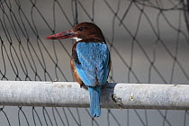White-breasted kingfisher (Halcyon smyrnensis) perched on an irrigation pipe next to a fishpond, with the feathers of migratory songbirds it has predated surrounding it, K'Far Ruppin kibbutz, Jor...