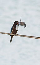 White-breasted kingfisher (Halcyon smyrnensis), a predator of migratory songbirds, perched on a fishpond hawser with a lesser whitethroat (Sylvia curruca) in its beak, K'Far Ruppin kibbutz, Jorda...