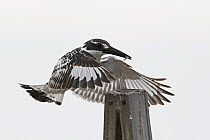 Pied kingfisher (Ceryle rudis) male flying up to favoured fishing post with tadpole in its beak, K'Far Ruppin kibbutz fishponds, Jordan Valley, Israel, March.