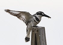 Pied kingfisher (Ceryle rudis) male landing on favoured fishing post with tadpole, K'Far Ruppin kibbutz fishponds, Jordan Valley, Israel, March.