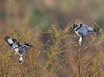 Pied kingfisher (Ceryle rudis) male landing in a bush next to mate after digging nest hole, K'Far Ruppin kibbutz fishponds, Jordan Valley, Israel, March.