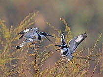 Pied kingfisher (Ceryle rudis) female landing in a bush next to mate after digging nest hole, K'Far Ruppin kibbutz fishponds, Jordan Valley, Israel, March.