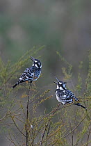 Pied kingfisher (Ceryle rudis) pair displaying whilst perched on bush, K'Far Ruppin kibbutz fishponds, Jordan Valley, Israel, March.