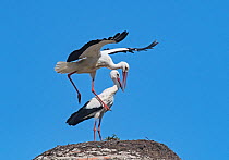 White stork (Ciconia ciconia) pair about to mate on nest, medieval dome tower, Alcantara, Extremadura, Spain.