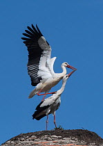 White stork (Ciconia ciconia) pair about to mate on nest, medieval dome tower, Alcantara, Extremadura, Spain.