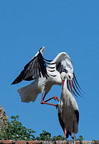 White stork (Ciconia ciconia) pair about to mate, beside nest, medieval dome tower, Alcantara, Extremadura, Spain.