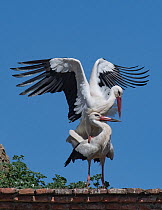 White stork (Ciconia ciconia) pair about to mate, beside nest, medieval dome tower, Alcantara, Extremadura, Spain.