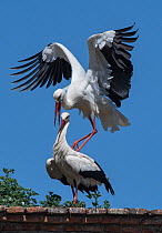 White stork (Ciconia ciconia) pair about to mate next to nest, medieval dome tower, Alcantara, Extremadura, Spain.