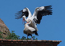 White stork (Ciconia ciconia) pair mating next to nest, medieval dome tower, Alcantara, Extremadura, Spain.
