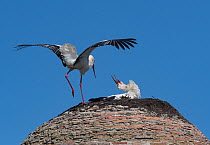 White stork (Ciconia ciconia) male landing & female displaying whilst incubating on nest, medieval dome tower, Alcantara, Extremadura, Spain.