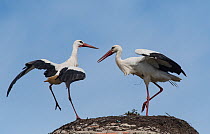 White stork (Ciconia ciconia) pair displaying on nest, medieval dome tower, Alcantara, Extremadura, Spain.