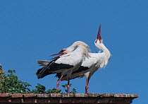 White stork (Ciconia ciconia) pair displaying near nest, medieval dome tower, Alcantara, Extremadura, Spain.