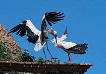 White stork (Ciconia ciconia) male landing and female engaging in pair bonding display beside nest on medieval dome tower, Alcantara, Extremadura, Spain.