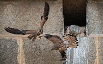 Lesser kestrel (Falco naumanni) females fighting over ownership of a nest site in a church wall, Alcantara church, Alcantara, Extremadura, Spain.