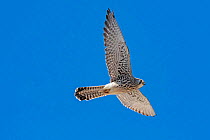 Lesser kestrel (Falco naumanni) female flying, Alcantara church, Alcantara, Extremadura, Spain.