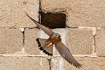 Lesser kestrel (Falco naumanni) male leaving nest, Alcantara church, Alcantara, Extremadura, Spain.